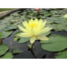 Nymphaea 'Master's Yellow', nénuphar rustique couleur jaune