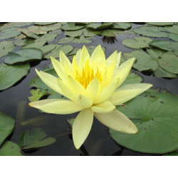 Nymphaea 'Master's Yellow', nénuphar rustique couleur jaune