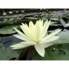 Nymphaea 'Gold Medal', nénuphar rustique couleur jaune