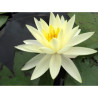 Nymphaea 'Gold Medal', nénuphar rustique couleur jaune