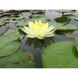 Nymphaea 'Yellow Sensation', nénuphar rustique couleur jaune