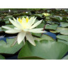 Nymphaea 'Charlene Strawn', nénuphar rustique couleur jaune