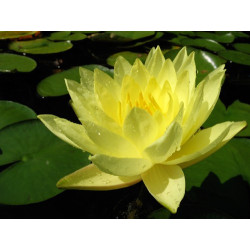 Nymphaea 'Joey Tomocik', nénuphar rustique couleur jaune