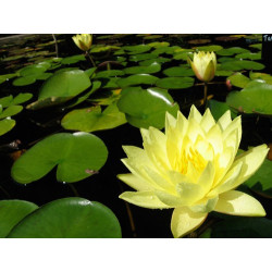 Nymphaea 'Joey Tomocik', nénuphar rustique couleur jaune