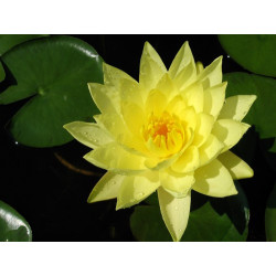 Nymphaea 'Joey Tomocik', nénuphar rustique couleur jaune