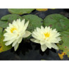 Nymphaea 'Lemon Chiffon', nénuphar rustique couleur jaune