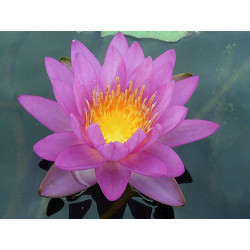 Nymphaea 'Siam Purple 2', nénuphar rustique couleur bleue/violet