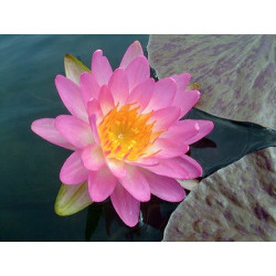 Nymphaea 'Siam Pink', nénuphar rustique couleur rose