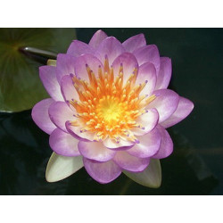 Nymphaea 'Queen Sirikit', nénuphar rustique couleur bleue/violet