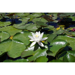 Nymphaea 'Hever White', nénuphar blanc rustique