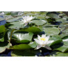 Nymphaea 'Hever White', nénuphar blanc rustique