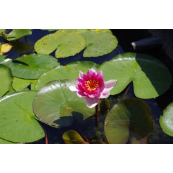 Nymphaea 'Ziyu', nénuphar rustique couleur rouge