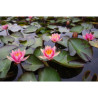 Nymphaea 'Seignoureti', nénuphar rustique couleur cuivre