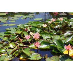 Nymphaea 'Seignoureti', nénuphar rustique couleur cuivre