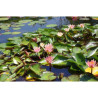 Nymphaea 'Seignoureti', nénuphar rustique couleur cuivre