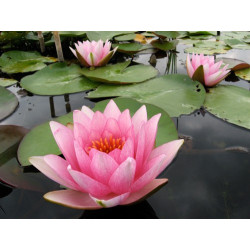 Nymphaea 'Madame Julien Chifflot', nénuphar rustique couleur rose