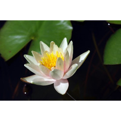 Nymphaea 'J.C.N. Forestier', nénuphar rustique couleur cuivre