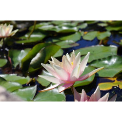 Nymphaea 'J.C.N. Forestier', nénuphar rustique couleur cuivre