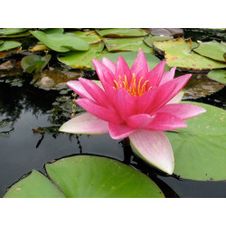 Nymphaea 'Radiant Red', nénuphar rustique couleur rouge