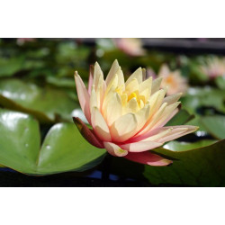 Nymphaea 'Cynthia Ann', nénuphar rustique couleur cuivre