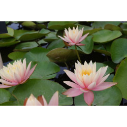 Nymphaea 'Cynthia Ann', nénuphar rustique couleur cuivre