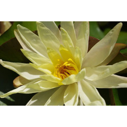 Nymphaea 'Betsy Sakata', nénuphar rustique couleur jaune