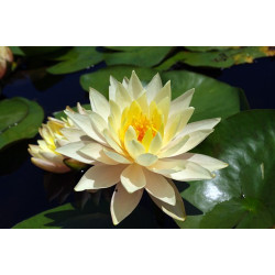 Nymphaea 'Clyde Ikins', nénuphar rustique couleur cuivre