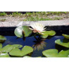 Nymphaea 'Clyde Ikins', nénuphar rustique couleur cuivre