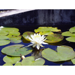 Nymphaea 'Lemon Mist', nénuphar rustique couleur jaune