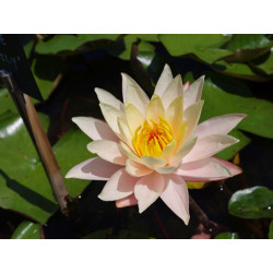 Nymphaea Peace Lily