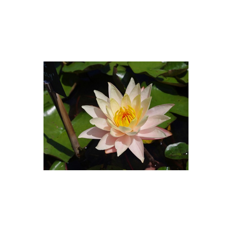 Nymphaea Peace Lily