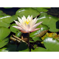 Nymphaea Peace Lily