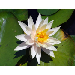 Nymphaea 'Peachglow', nénuphar rustique couleur cuivre