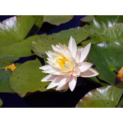 Nymphaea 'Peachglow', nénuphar rustique couleur cuivre