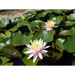 Nymphaea 'Pink Grapefruit', nénuphar rustique couleur cuivre