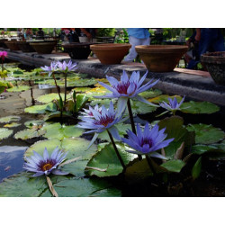 Nymphaea 'Wood's Blue Goddess', nénuphar tropical diurne