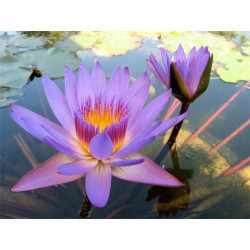 Nymphaea 'Tina', nénuphar tropical diurne