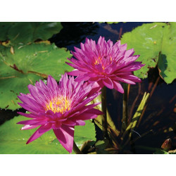 Nymphaea 'Bull's Eye', nénuphar tropical diurne