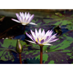 Nymphaea 'Madame Ganna Walska', nénuphar tropical diurne