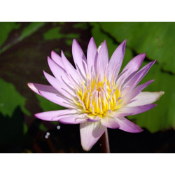 Nymphaea 'Madame Ganna Walska', nénuphar tropical diurne