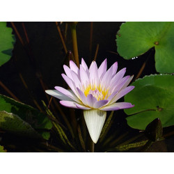 Nymphaea 'Madame Ganna Walska', nénuphar tropical diurne