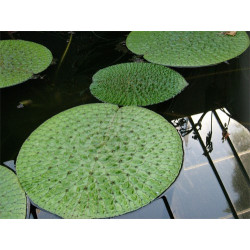 Euryale Ferox - sachet de 5 graines - nénuphar diurne