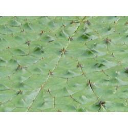 Euryale Ferox - sachet de 5 graines - nénuphar diurne