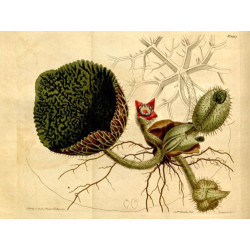 Euryale Ferox - sachet de 5 graines - nénuphar diurne