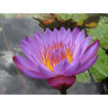 Nymphaea 'Panama Pacific', nénuphar tropical diurne