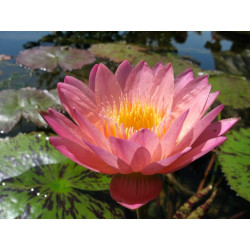 Nymphaea 'Albert Greenberg', nénuphar tropical diurne