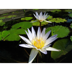 Nymphaea 'Daubenyana', nénuphar tropical diurne