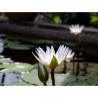 Nymphaea 'Daubenyana', nénuphar tropical diurne