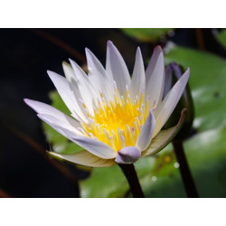 Nymphaea 'Daubenyana', nénuphar tropical diurne