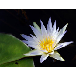 Nymphaea caerulea, nénuphar tropical diurne